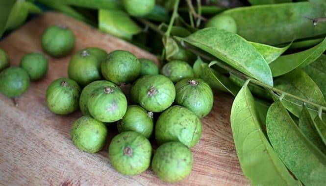 trái sấu